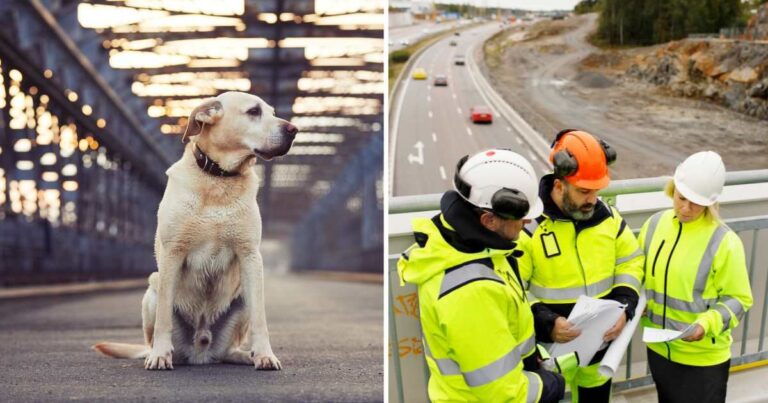 Da mesi un cane si reca ogni giorno nella stessa strada di Hohhot, in Cina, dove la sua proprietaria è stata investita e uccisa, restando lì ad attenderla nonostante i pericoli.