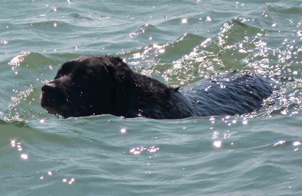 Un uomo di 58 anni perde la vita davanti al figlio di 10 anni dopo essersi tuffato per soccorrere uno dei suoi cani finito in acqua.