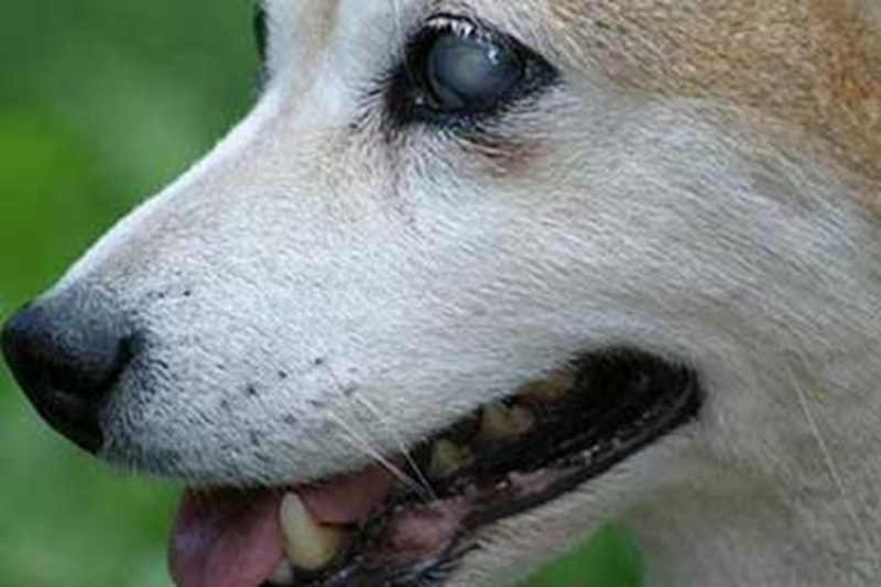 Un cagnolino anziano, cieco e spaventato è stato soccorso dalla Polizia di Stato a Roma e riconsegnato alla proprietaria grazie ai social, evitando il trasferimento in canile.