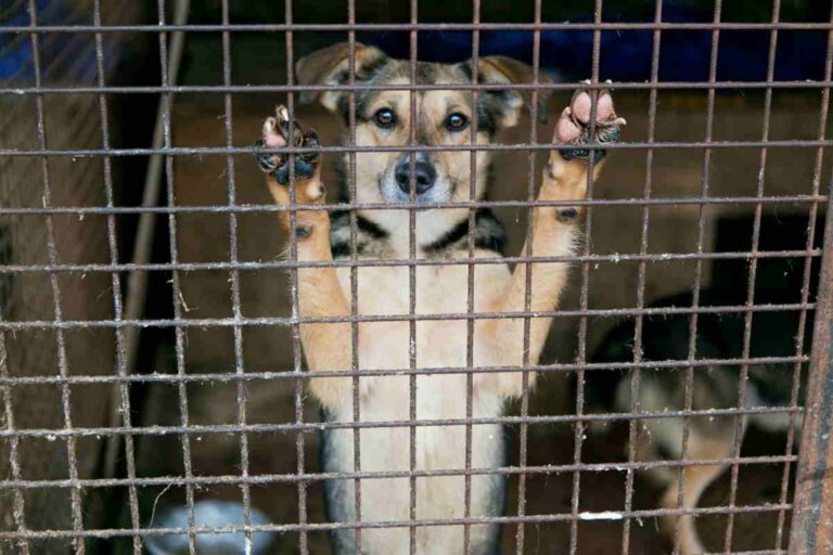 Va al canile per donare gli oggetti della sua cagnolina scomparsa, deciso a non adottare più. Un gesto silenzioso di un cane anziano cambia tutto.