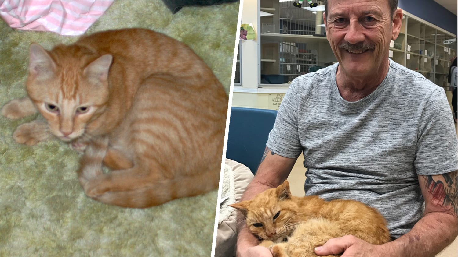 Nacho era scomparso durante un furto in casa. Dopo quattro anni di ricerche e speranze, un incontro casuale e un segno sull’orecchio hanno reso possibile il ritorno.