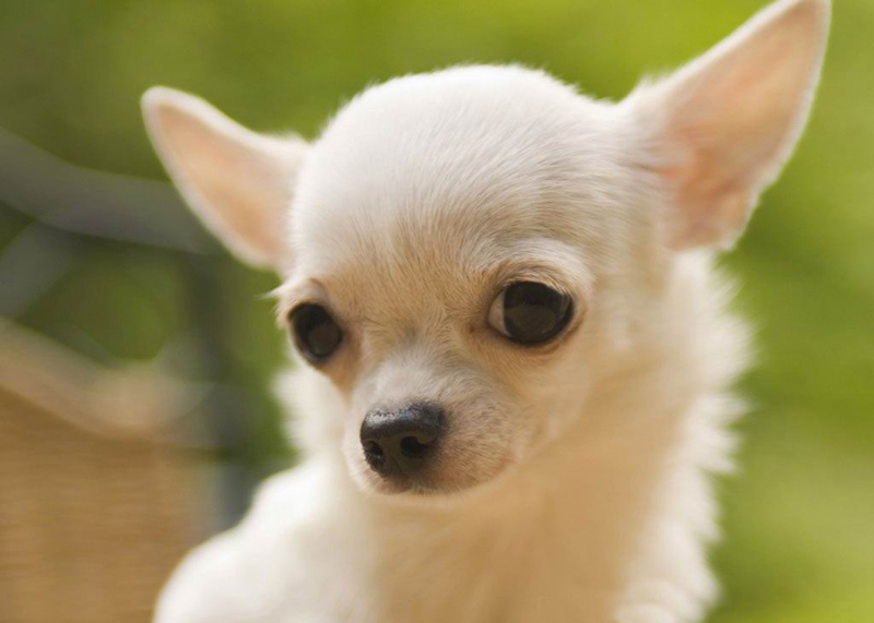 Una donna di 60 anni è stata sorpresa mentre lasciava un cucciolo di Chihuahua nel parcheggio del cimitero di Bologna. Il cane, ferito, è stato recuperato dagli agenti.