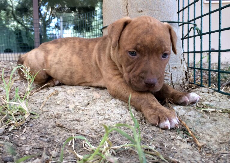 Un cucciolo trovato ferito e solo a Guam viene salvato e curato. Oggi vive alle Hawaii, circondato da amore.
