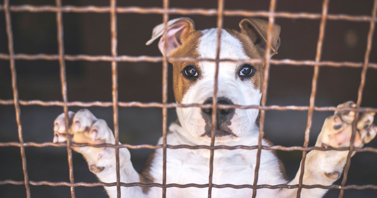 Un operatore racconta diciotto anni di lavoro in un canile comunale, tra abbandoni, addii silenziosi e storie che mostrano il lato più fragile e contraddittorio degli esseri umani.