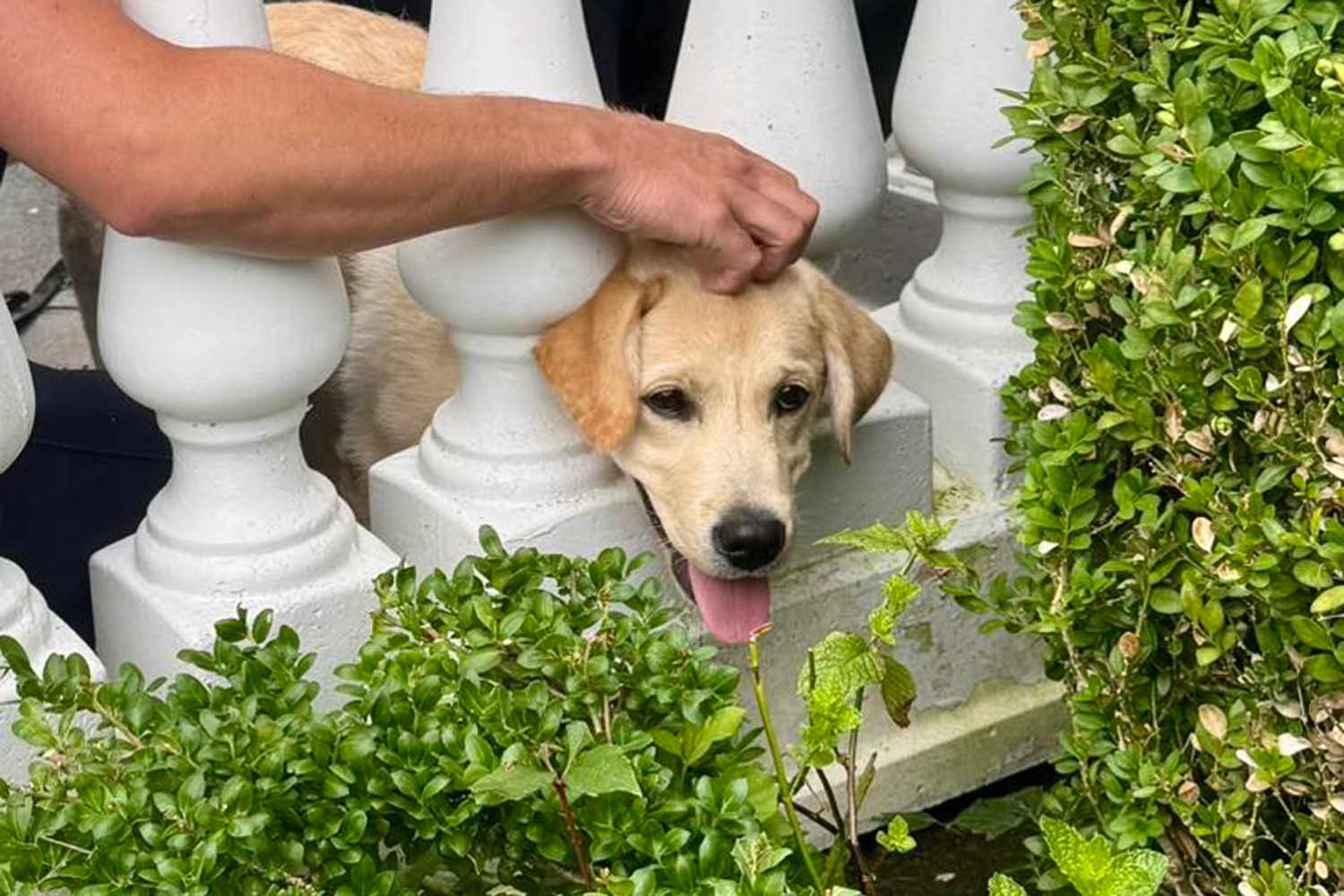 Un cucciolo viene trovato solo e spaventato dietro ai bidoni. Accolto e protetto, oggi mostra segni evidenti di recupero e fiducia.