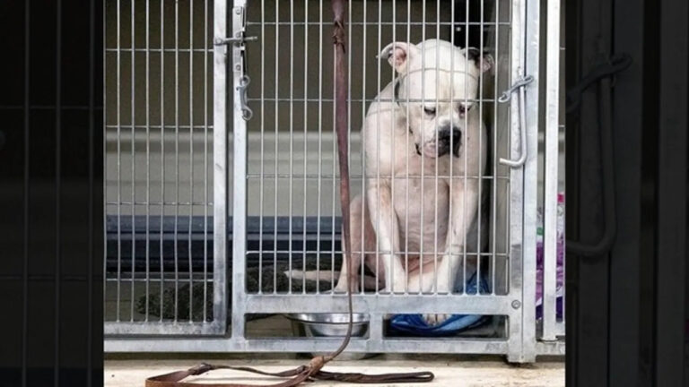 Un cane lasciato in un rifugio resta fermo a osservare la porta. Convinto che il suo umano torni, continua ad aspettare in silenzio, senza comprendere l’abbandono.