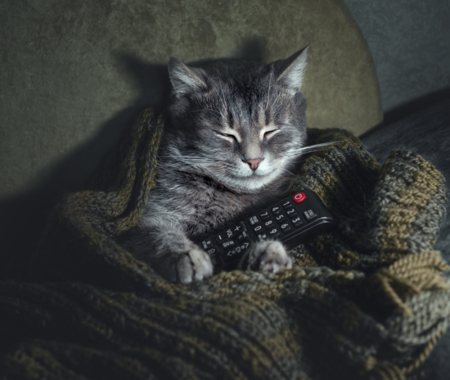 Durante una sosta per fare benzina, un incontro inatteso con una gattina abbandonata nel piazzale si trasforma in un’adozione spontanea e definitiva.