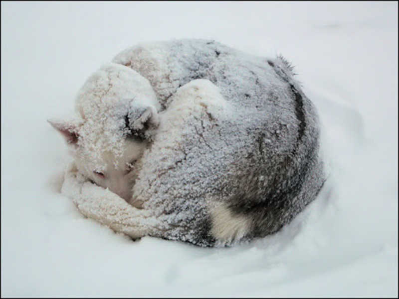 Un cane abbandonato viene trovato rannicchiato su una strada innevata, solo e infreddolito. La scena riaccende l’attenzione sul problema dell’abbandono animale durante l’inverno.