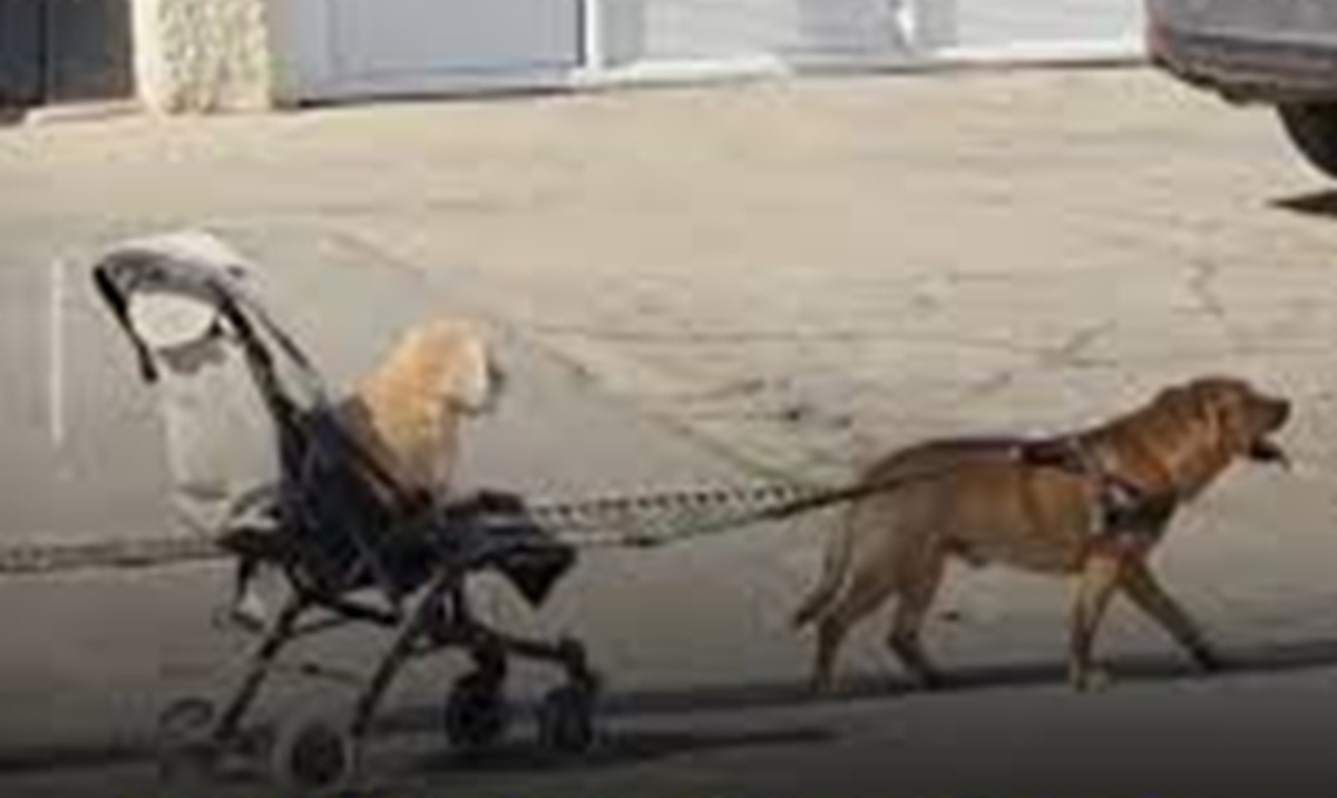 Due cani adottati insieme mostrano un legame speciale: uno aiuta l’altro a camminare con un carrellino, trasformando una difficoltà fisica in quotidiana collaborazione affettuosa reale.