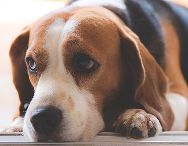 Un beagle muore dopo un improvviso peggioramento clinico. Il racconto condiviso dal proprietario ripercorre gli ultimi giorni, la sofferenza dell’animale e la decisione più difficile.