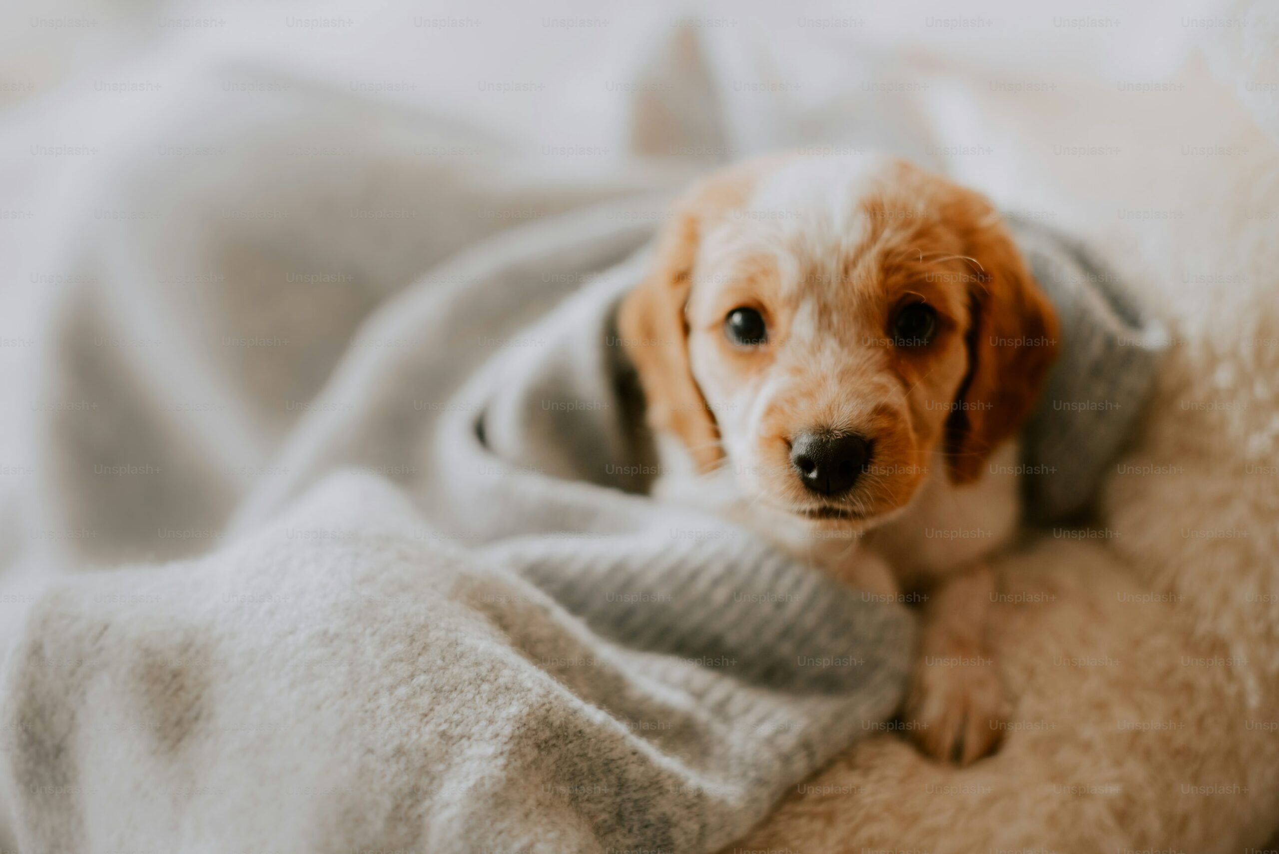 Un cucciolo infreddolito viene trovato sotto la pioggia sul bordo di una strada e messo in salvo. Ora è al caldo, ma resta aperta la scelta tra adozione definitiva o affido.
