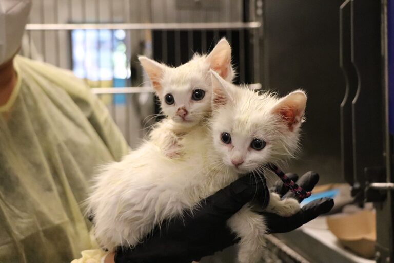 Un gattino salvato durante una passeggiata viene accolto in casa. Tre settimane dopo, nello stesso luogo, viene ritrovato anche il fratellino: oggi dormono di nuovo insieme.