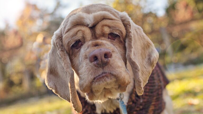 Lasciato in rifugio gravemente malato a 18 anni, un cane ha vissuto oltre un anno ricevendo cure, conforto e affetto, trasformando l’abbandono in un ultimo capitolo dignitoso.