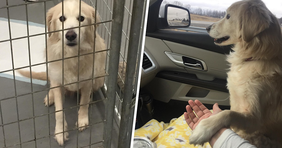 Un cane appena adottato si addormenta durante il viaggio verso casa, appoggiando la testa sul cambio dell’auto: un gesto che racconta la fine della paura e l’inizio della fiducia.