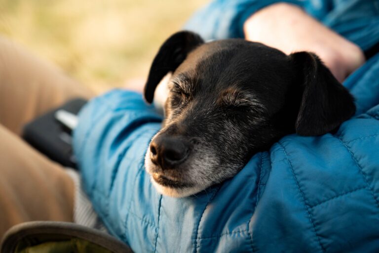 Adottata a due anni dopo quaranta giorni di attesa, una cagnolina compie un gesto semplice ma decisivo: salire sul divano e fidarsi del nuovo mondo che la circonda.