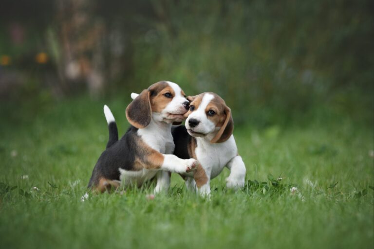 Due cuccioli rimasti orfani vengono adottati insieme da una coppia che inizialmente cercava un solo cane, evitando una separazione che avrebbe aggravato il loro trauma.