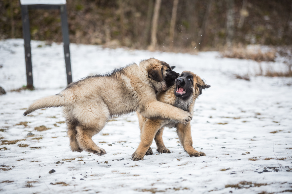 Un uomo viene svegliato dal cane durante una tempesta di neve: l’animale lo conduce a un’auto ghiacciata dove un bambino e sua madre stavano perdendo conoscenza.