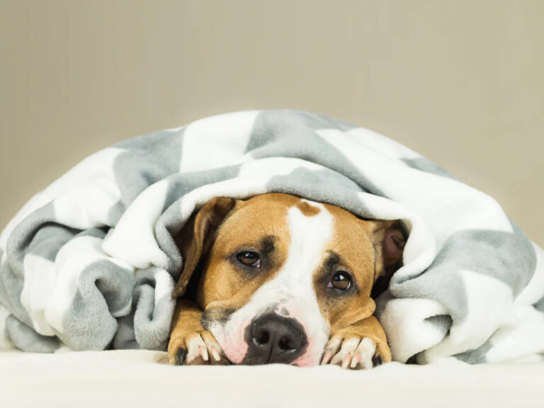 Un cane malato rompe la routine quotidiana. Il silenzio in casa, l’attesa e una notte senza sonno raccontano la fragilità improvvisa e il legame profondo con il suo proprietario.