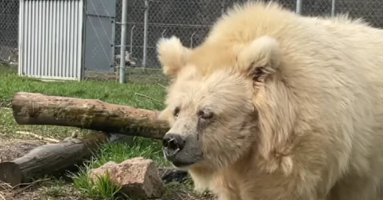 Una guardiana decide di agire per salvare un orso anziano da condizioni ritenute inadeguate. Licenziata e accusata, vede emergere la verità sul dolore dell’animale.