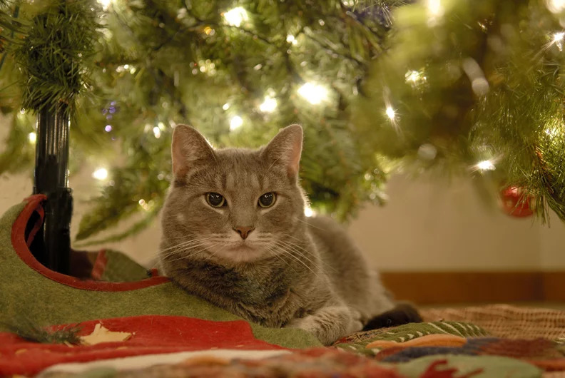 Un gatto anziano si spegne in silenzio nella sua casa, durante la notte, sdraiato davanti all’albero di Natale. Vent’anni di vita condivisa si chiudono senza rumore.