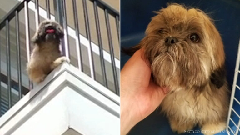 A Medellín un cane è rimasto legato per settimane su un balcone senza cure. Un vicino ha diffuso un video, le autorità sono intervenute e l’animale è stato adottato.