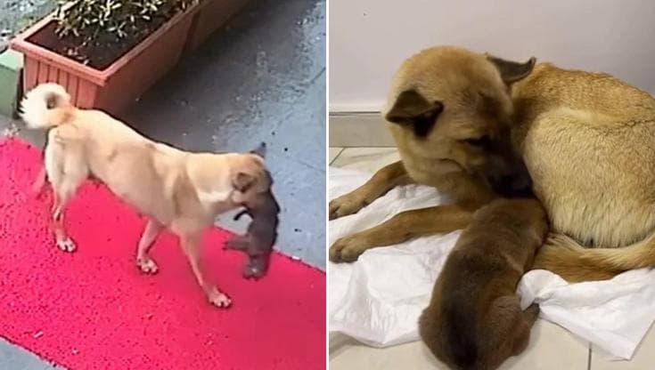 Perle, una barboncina appena diventata mamma, stringe a sé il suo cucciolo più debole e lo protegge senza sosta, trasformando ogni istante in un gesto d’amore silenzioso.