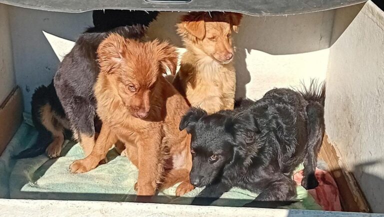 Una cagnolina abbandonata incinta viene buttata nella spazzatura con sei cuccioli appena nati, resiste due giorni senza cibo né acqua e muore dopo averli salvati.