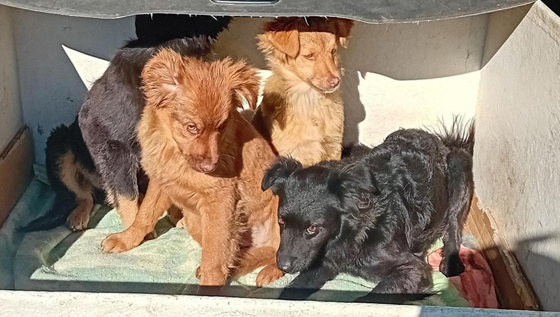 Una cagnolina abbandonata incinta viene buttata nella spazzatura con sei cuccioli appena nati, resiste due giorni senza cibo né acqua e muore dopo averli salvati.