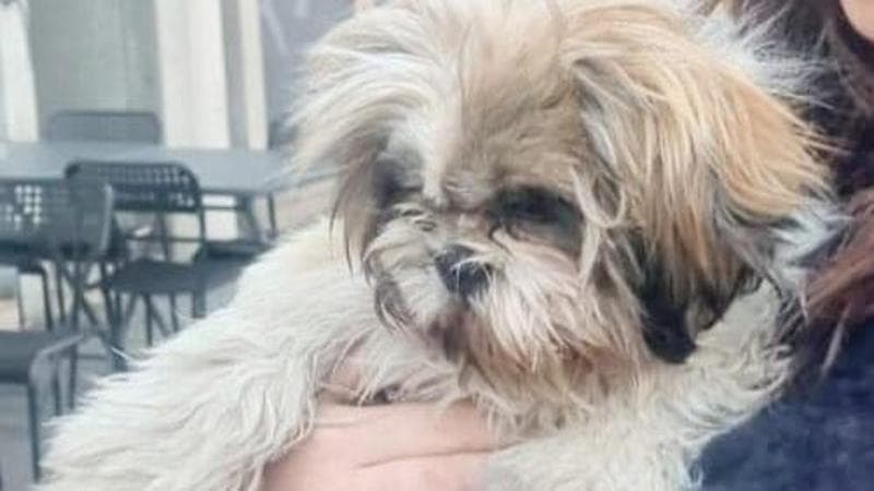 Una cagnolina scompare dopo un furto, viene ritrovata gravemente ferita vicino a un fiume e, dopo cure urgenti, viene riconosciuta e ricongiunta alla sua proprietaria.