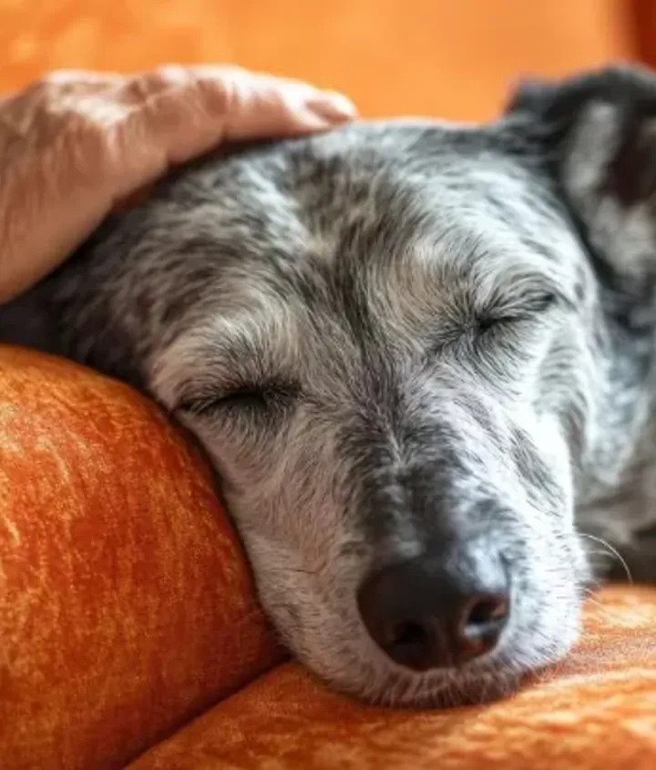 Kiah, 14 anni, è morta alle 22:15 dopo una crisi respiratoria causata da insufficienza cardiaca congestizia. La famiglia ha scelto di lasciarla andare per evitarle sofferenze.