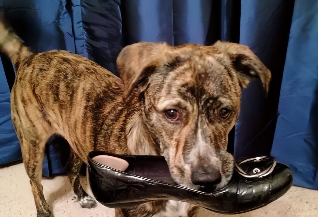 Un cane tigrato ignorato e riportato indietro più volte incontra la persona giusta in un rifugio. Un gesto semplice diventa l’inizio di una nuova vita insieme.