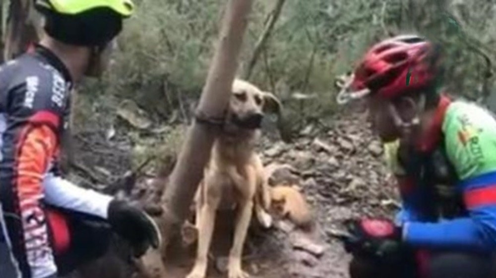Cagnolina trovata legata e denutrita in un bosco da un gruppo di ciclisti. Dopo giorni critici, è sopravvissuta ed è stata adottata dalla famiglia di uno dei soccorritori.