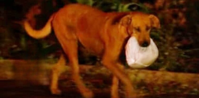 Gettata in una discarica quando era solo una cucciola, Lilica cammina per chilometri ogni notte per procurare cibo e riportarlo agli animali affamati rimasti lì.