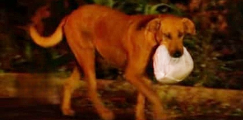 Gettata in una discarica quando era solo una cucciola, Lilica cammina per chilometri ogni notte per procurare cibo e riportarlo agli animali affamati rimasti lì.