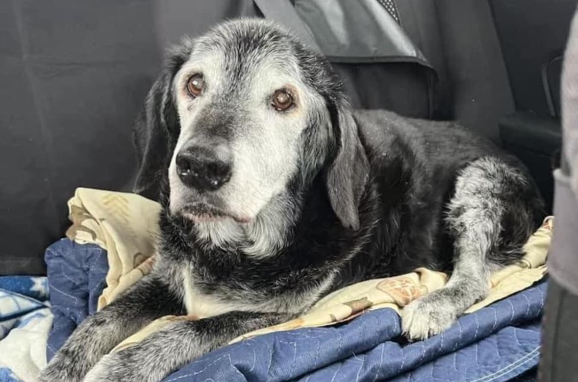 Tornando a casa dal lavoro trova un cucciolo solo e disperato in mezzo alla strada. Senza microchip, lo adotta subito. Ora dorme al sicuro.