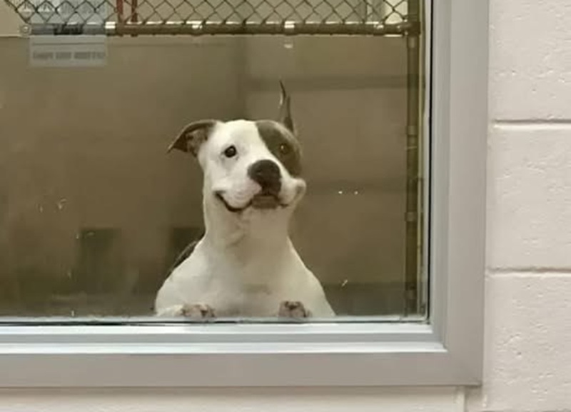 Un cane rimasto a lungo in rifugio senza attirare l’attenzione trova finalmente una famiglia dopo mesi trascorsi in silenziosa attesa dietro una vetrata.
