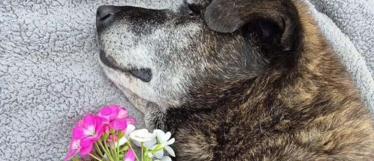 Trovata incatenata sotto la pioggia a Valparaíso, la cagnolina Betty ha vissuto un anno in famiglia dopo il salvataggio. È morta circondata dall’affetto dei suoi soccorritori.