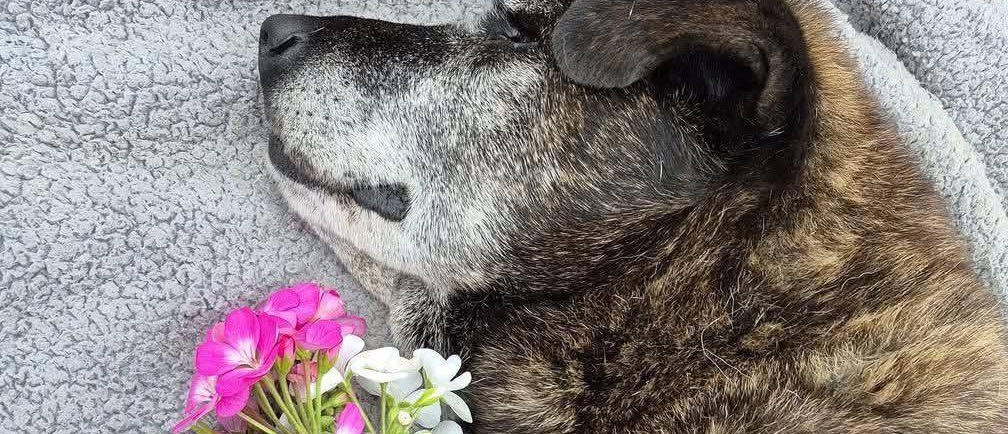 Trovata incatenata sotto la pioggia a Valparaíso, la cagnolina Betty ha vissuto un anno in famiglia dopo il salvataggio. È morta circondata dall’affetto dei suoi soccorritori.