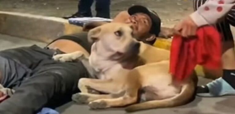 Un uomo investito davanti alla stazione viene soccorso mentre il cane Filipino resta accanto a lui. Il video diventa virale e cambia la vita di entrambi.