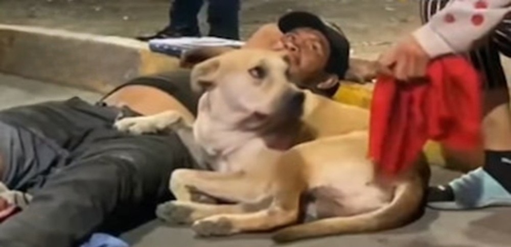 Un uomo investito davanti alla stazione viene soccorso mentre il cane Filipino resta accanto a lui. Il video diventa virale e cambia la vita di entrambi.