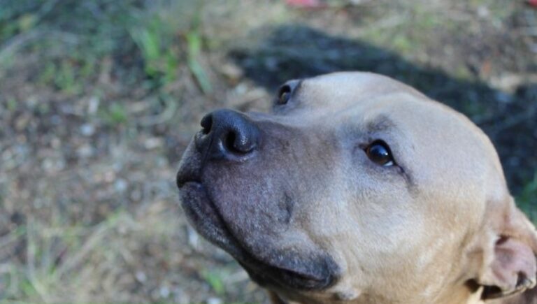 Usato per anni nei combattimenti clandestini, ferito e pieno di cicatrici, Bruno viene salvato. Sul lettino veterinario scodinzola e inizia una nuova vita.