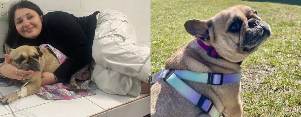 Salvata da un allevamento clandestino a Buenos Aires, Batata viene affidata a Florencia per due anni. Poi una sentenza ne ordina la restituzione.