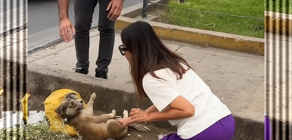 Abbandonato tra i sacchi della spazzatura, sopravvive per giorni senza cibo né acqua. Salvato da una ragazza, oggi Valiente ha una casa.