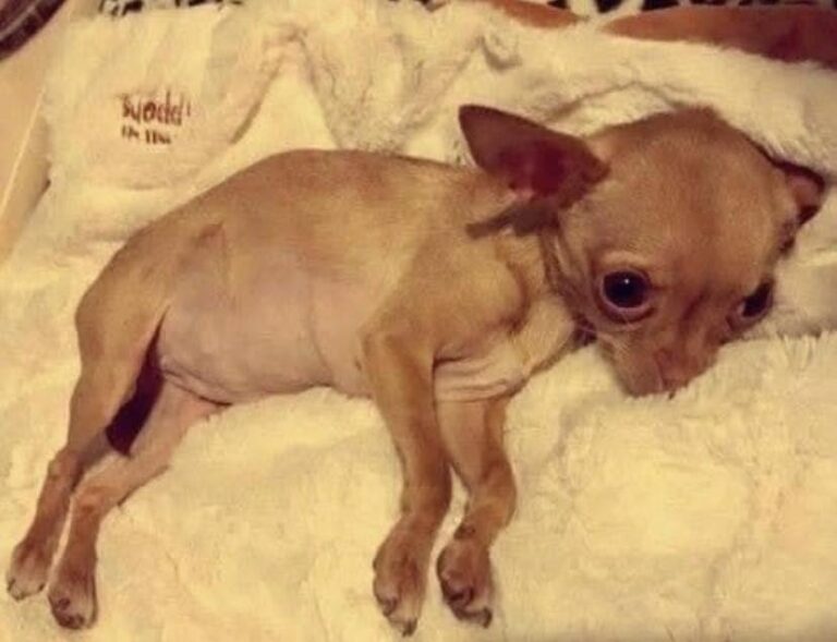 Abbandonato in un sacco tra i rifiuti perché le cure costavano 700 euro, un Chihuahua viene salvato da un giovane che lo porta dal veterinario e paga le spese.
