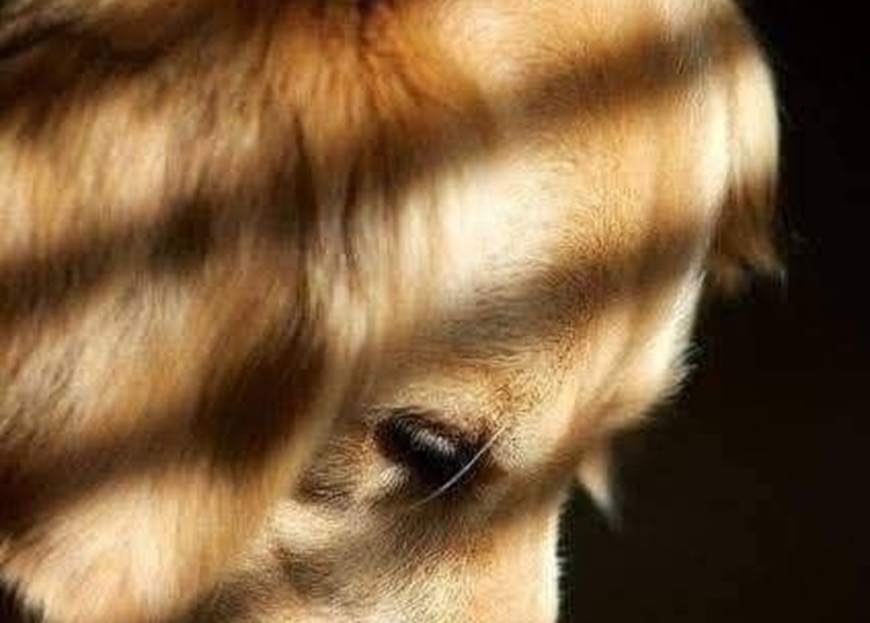 Ha svuotato la casa e caricato ogni oggetto in auto. Poi è partita. Ma chi pensava di appartenere a lei è rimasto lì, solo.