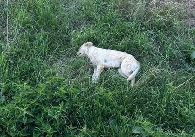 Scoperto vicino casa, solo e spaventato, un cucciolo trova riparo dietro un’abitazione. Una famiglia lo accoglie e lo adotta ufficialmente.