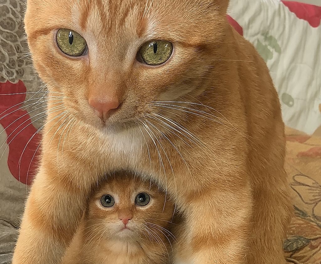 Un solo piccolo, nessun fratellino. Eppure questa mamma gatta non si allontana mai: lo avvolge, lo veglia e lo protegge come fosse tutto il suo mondo.