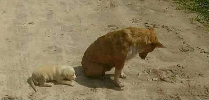 Trovati esausti sotto il sole, una madre e il suo cucciolo sono stati salvati da volontari. Oggi vivono al sicuro, insieme, lontani dalla strada.