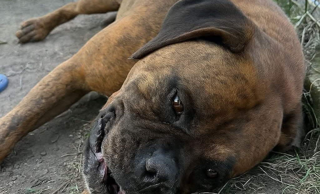 Adottata dopo mesi di attesa, Luna torna in rifugio dopo una sola settimana. Ora ha 9 anni e mostra segni evidenti di stress.