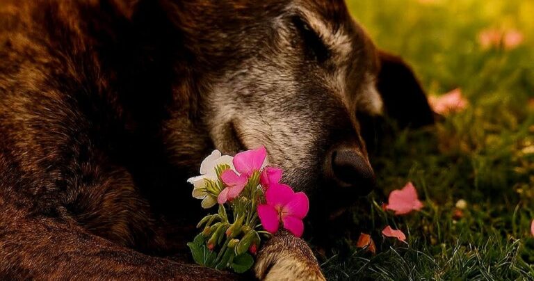 Per sedici anni accanto a Emma dopo la perdita della figlia, Luna viene trovata senza vita sull’erba, con tra le zampe i fiori rosa che amava.